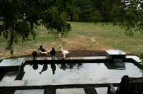 Garden Pond