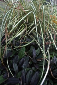 Evergold Grass And Ajuga