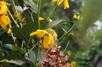 Gardening with Color in the Dog Days of Summer…