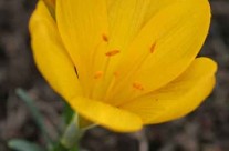 Fall Flowering Bulbs