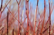 Plants We Love – Red Twig Dogwood