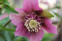 Plants We Love – Lenten Rose