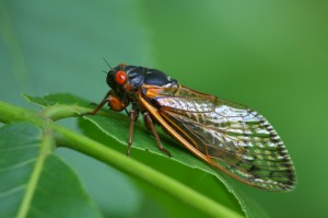 Cicada on leaf