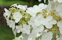 Plants We Love – Oakleaf Hydrangea