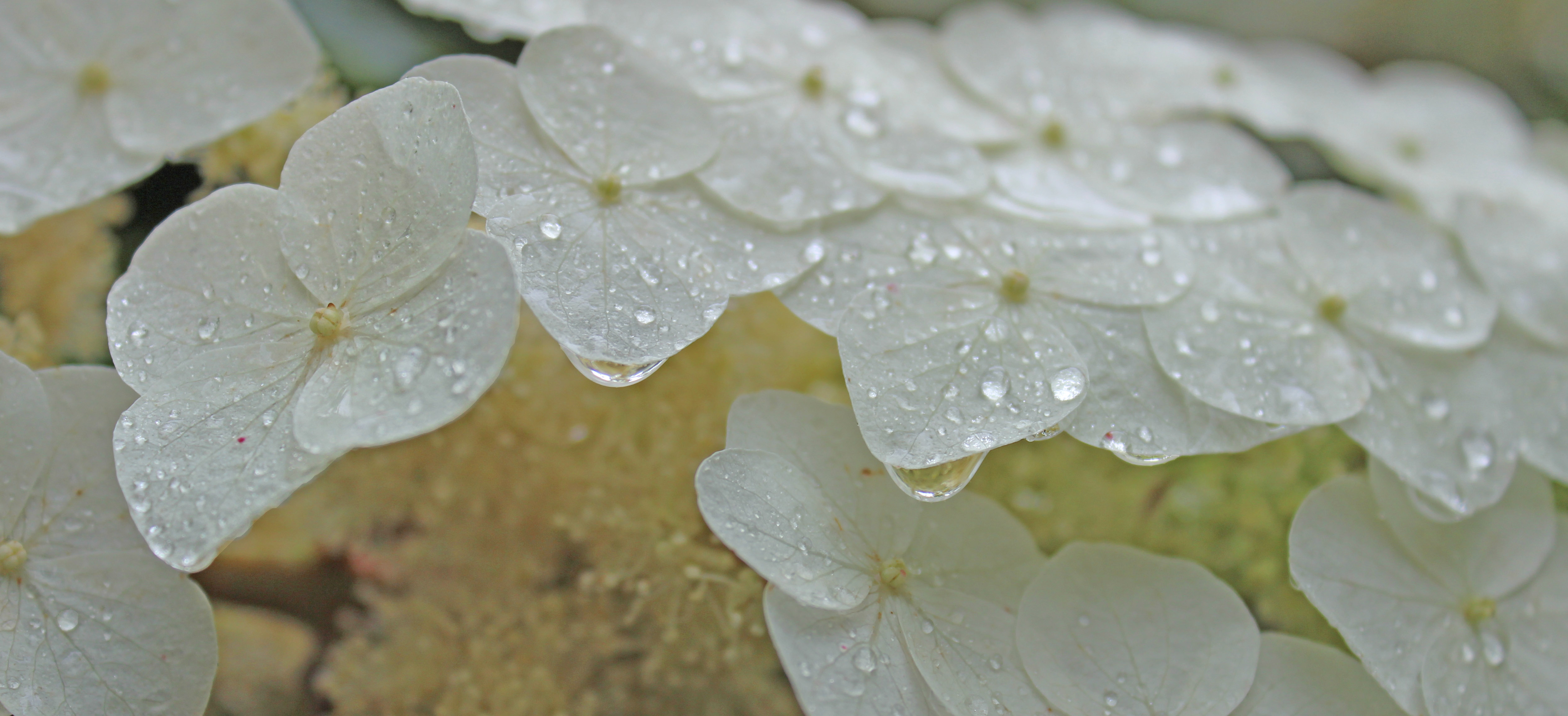 Oakleaf Hydrangea flower detail 