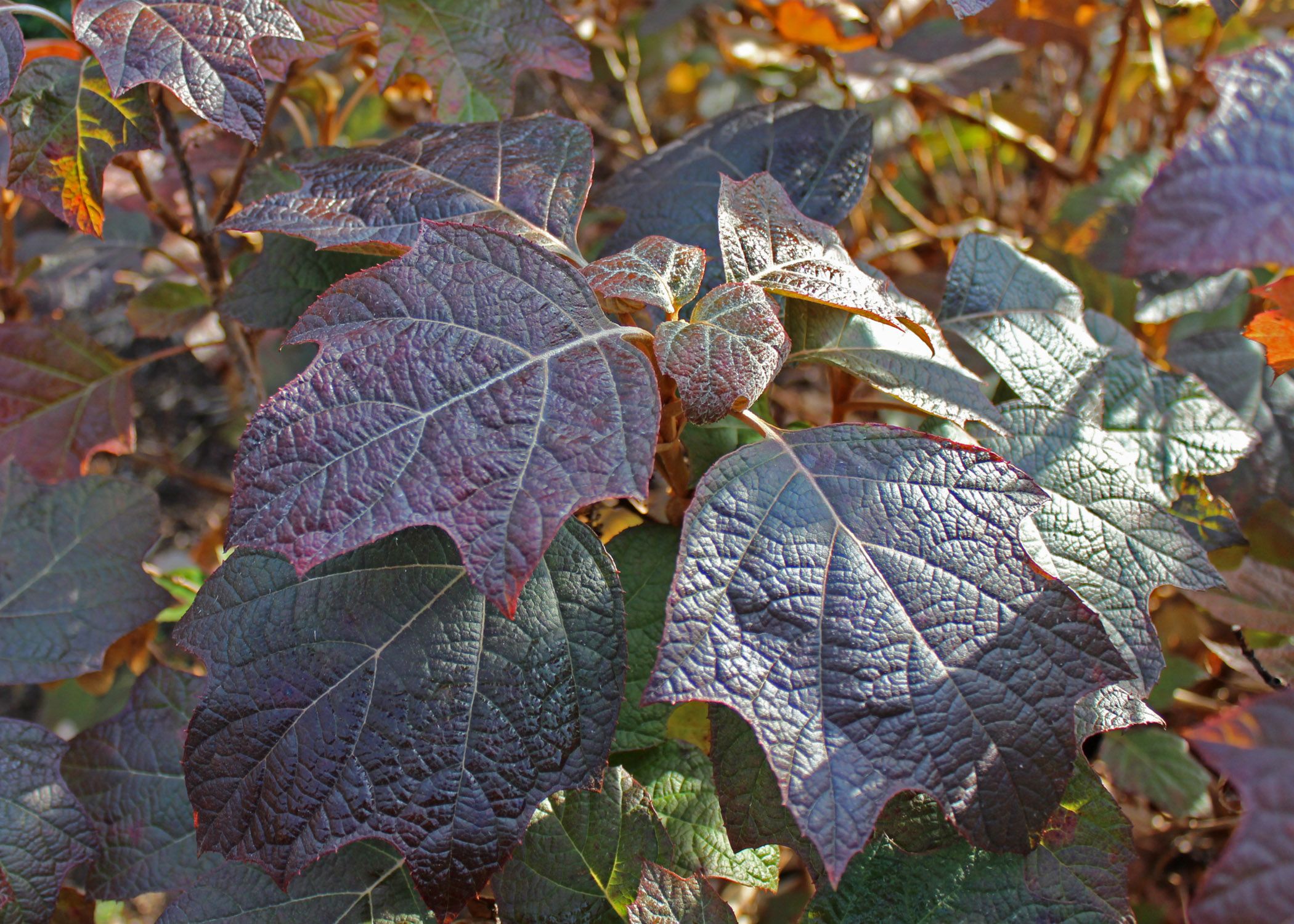 Oakleaf hydrangea fall foliage