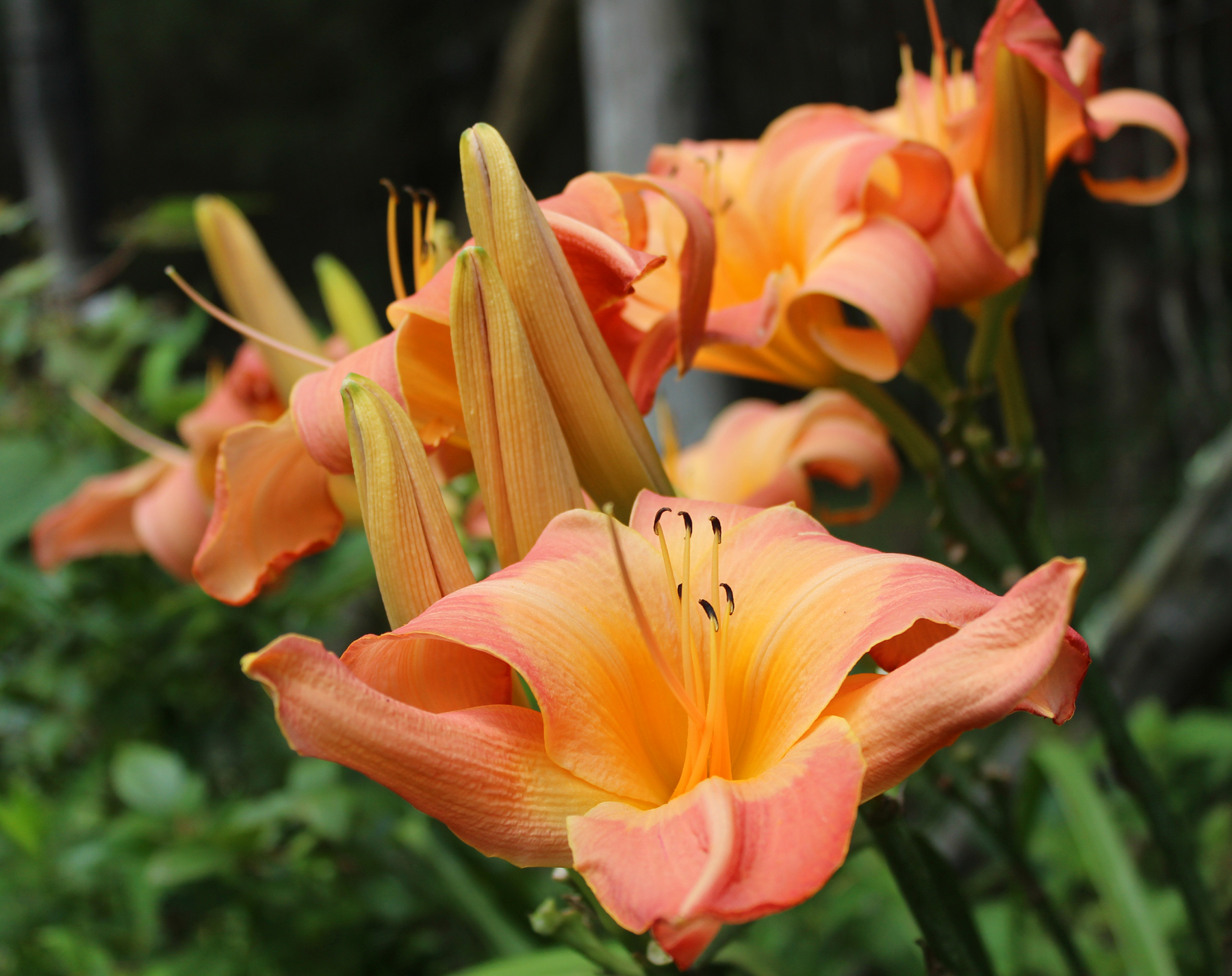 Orange Daylily