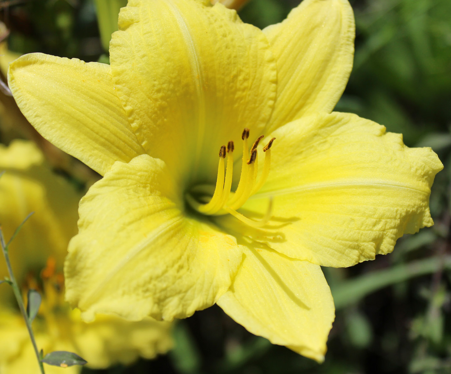 Green Flutter Daylily