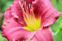 Plants We Love – Daylily