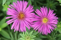 Plants We Love – Asters