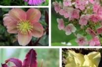 2013 Looking back at the plants we love