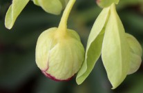 Plants We Love – Bearsfoot Hellebore