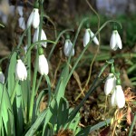 Galanthus elwesii