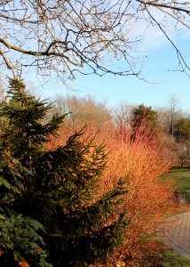 Red Twig Dogwood