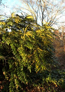 Mahonia x media 'Underway'