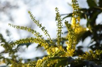 Finding Winter Beauty In Gardens