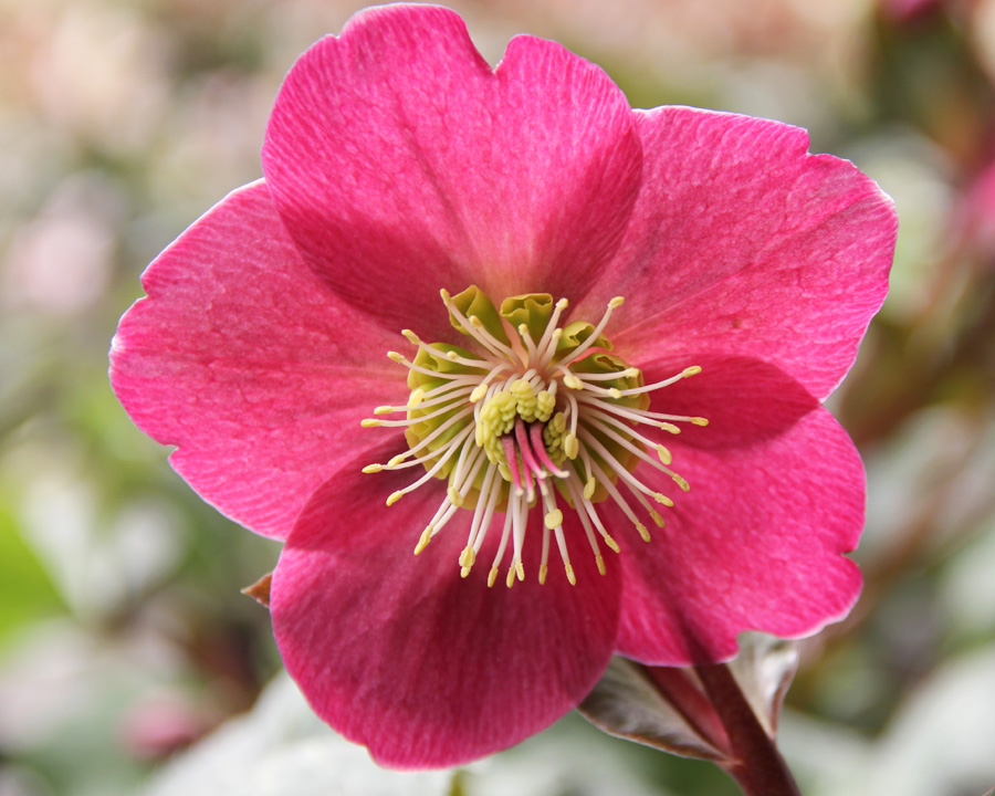 Anna's Red Hellebore