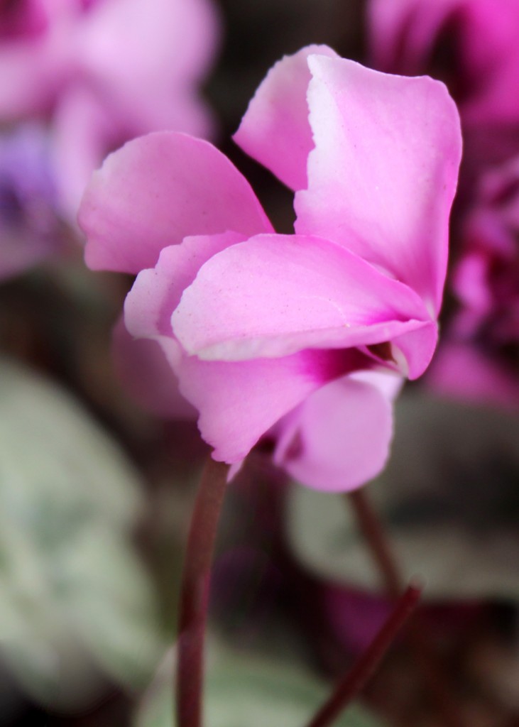 Cyclamen