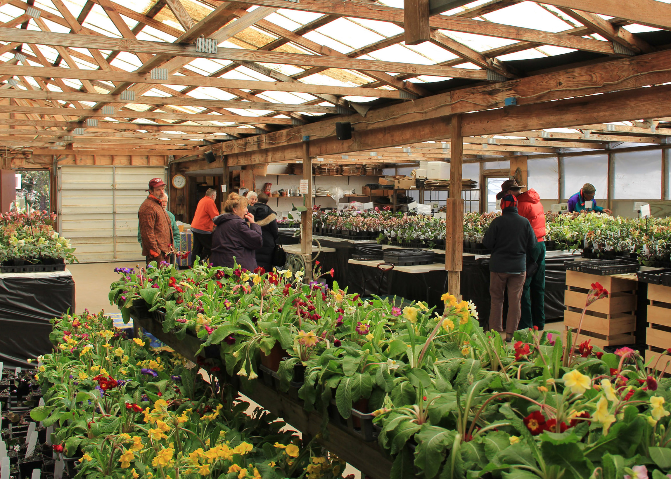 Hellebore Festival at Pine Knot Farms West Winds Nursery