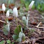 Blood root closer