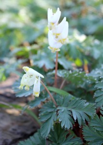 Dicentra cucallaria