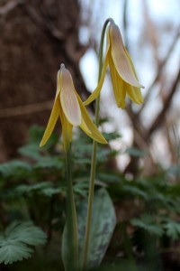 Dogtooth Violet