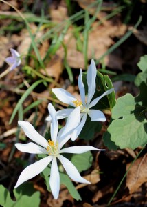 bloodroot open