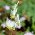 dicentra close