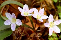 Spring Ephemeral Magic