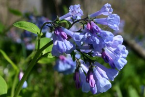 virginia bluebell detail