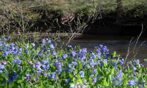 virginia bluebells