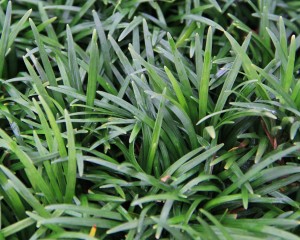 Dwarf Mondo Grass