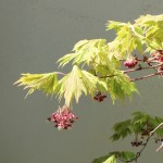 Fern Leaf Maple