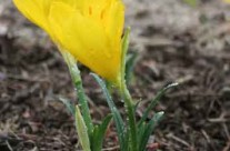 Plant Sale Oct 13th & 14th at ArborFest