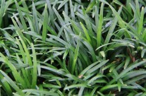Leesburg Flower and Garden Festival Feature Plants