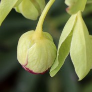 Plants We Love – Bearsfoot Hellebore