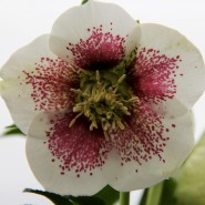 Hellebore Festival at Pine Knot Farms