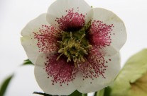 Hellebore Festival at Pine Knot Farms