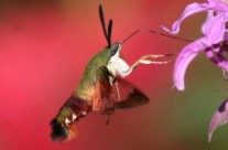 Going Native (in Your Garden)