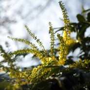 Finding Winter Beauty In Gardens