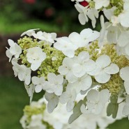 Plants We Love – Oakleaf Hydrangea