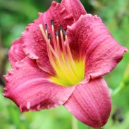 Plants We Love – Daylily