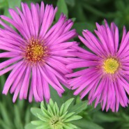 Plants We Love – Asters