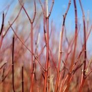 Plants We Love – Red Twig Dogwood