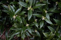 Plants We Love –  Sweet Box
