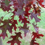 Fall Festival & Plant Sale Oct 12th & 13th at ArborFest