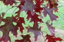 Fall Festival & Plant Sale Oct 12th & 13th at ArborFest