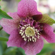 Plants We Love – Lenten Rose