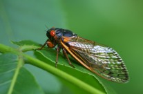 Cicada Damage? Here’s What to Do Next