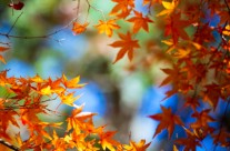 Fall Gardening – It’s Not Too Late to Plant Your Garden